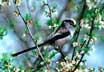 long-tailed tit